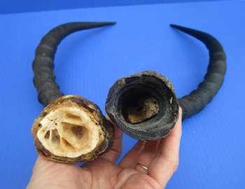 2 African Impala Antelope Horns for Crafts with Bone Core (21") - Buy these for $15 each