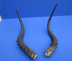 2 African Impala Antelope Horns for Crafts with Bone Core (20 & 20.75) - Buy these for $15 each