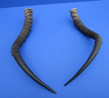 2 African Impala Antelope Horns for Crafts with Bone Core (20 & 20.75) - Buy these for $15 each
