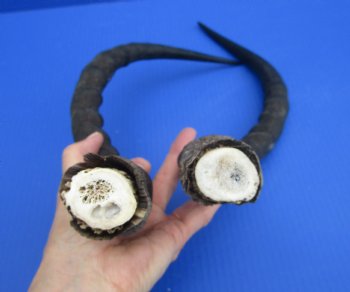 2 African Impala Antelope Horns for Crafts with Bone Core (20 & 20.75) - Buy these for $15 each