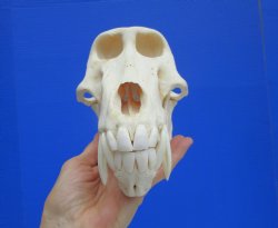 Male Chacma Baboon Skull (8-3/4"x4-3/4") CITES #P-000044854 - $369.99 (Delivery Signature Required)
