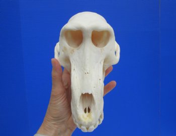 Male Chacma Baboon Skull (8-3/4"x4-3/4") CITES #P-000044854 - $369.99 (Delivery Signature Required)
