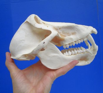 Male Chacma Baboon Skull (8-3/4"x4-3/4") CITES #P-000044854 - $369.99 (Delivery Signature Required)