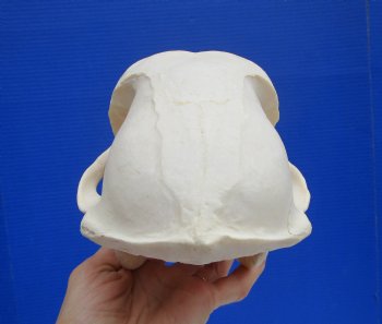 Male Chacma Baboon Skull (8-3/4"x4-3/4") CITES #P-000044854 - $369.99 (Delivery Signature Required)