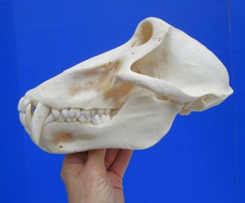 Male Chacma Baboon Skull (8-3/4"x4-3/4") CITES #P-000044854 - $369.99 (Delivery Signature Required)
