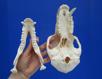 Male Chacma Baboon Skull (8-3/4"x4-3/4") CITES #P-000044854 - $369.99 (Delivery Signature Required)