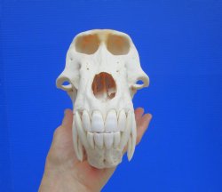 Male Chacma Baboon Skull (8-3/4"x4-7/8") CITES #P-000044854 - $369.99 (Delivery Signature Required)