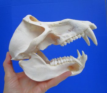 Male Chacma Baboon Skull (8-3/4"x4-7/8") CITES #P-000044854 - $369.99 (Delivery Signature Required)
