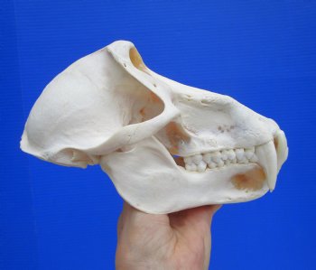Male Chacma Baboon Skull (8-3/4"x4-7/8") CITES #P-000044854 - $369.99 (Delivery Signature Required)