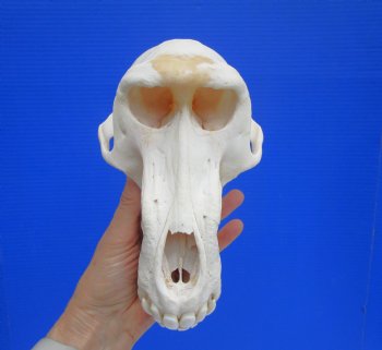 Male Chacma Baboon Skull (8-3/4"x4-7/8") CITES #P-000044854 - $369.99 (Delivery Signature Required)