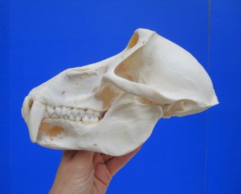 Male Chacma Baboon Skull (8-3/4"x4-7/8") CITES #P-000044854 - $369.99 (Delivery Signature Required)