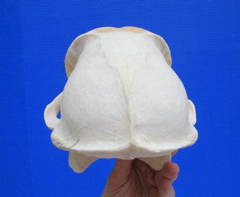 Male Chacma Baboon Skull (8-3/4"x4-7/8") CITES #P-000044854 - $369.99 (Delivery Signature Required)