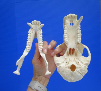 Male Chacma Baboon Skull (8-3/4"x4-7/8") CITES #P-000044854 - $369.99 (Delivery Signature Required)