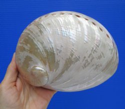 Pearlized Greenlip Abalone Shell - Genuine 6.7/8" Australian Haliotis Laevigata for $17.99