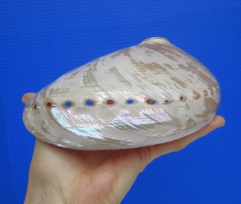 Pearlized Greenlip Abalone Shell - Genuine 6.7/8" Australian Haliotis Laevigata for $17.99
