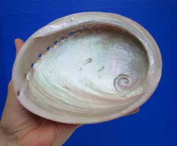 Pearlized Greenlip Abalone Shell - Genuine 6.7/8" Australian Haliotis Laevigata for $17.99