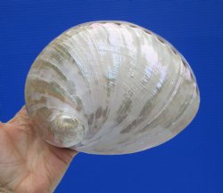 Large Semi-Pearlized  Australian Greenlip Abalone Shells, Haliotis Laevigata (6-5/8"X5") - $17.99 each