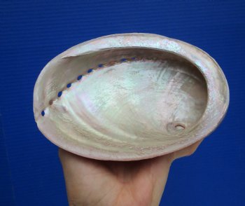 Large Semi-Pearlized  Australian Greenlip Abalone Shells, Haliotis Laevigata (6-5/8"X5") - $17.99 each