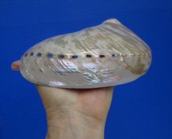 Large Semi-Pearlized  Australian Greenlip Abalone Shells, Haliotis Laevigata (6-5/8"X5") - $17.99 each