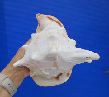 Yellow Helmet Shell, Horned Helmet Shell (8.25) - $19.99 each