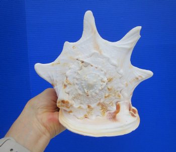 Yellow Helmet Shell, Horned Helmet Shell (8.25) - $19.99 each