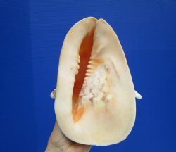9 inches Yellow Helmet Shell, Horned Helmet Shell for Sale - $19.99 each