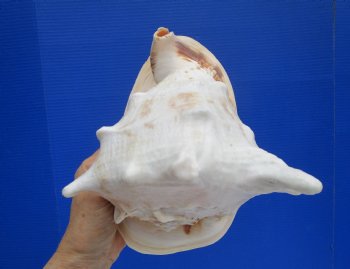 9 inches Yellow Helmet Shell, Horned Helmet Shell for Sale - $19.99 each