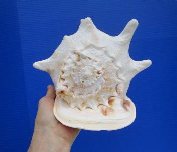 9 inches Yellow Helmet Shell, Horned Helmet Shell for Sale - $19.99 each