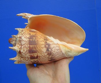 Large 7.5" Imperial Volute Seashell (Cymbiola imperialis) - $24.99