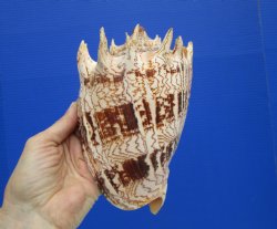 Large 7.5" Imp...