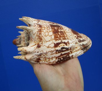Large 7.5" Imperial Volute Seashell (Cymbiola imperialis) - $24.99