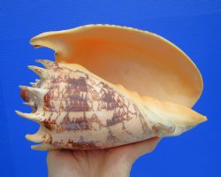 Large 7.5" Imp...