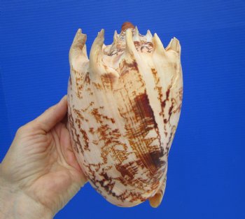 Large 7.5" Imperial Volute Seashell (Cymbiola imperialis) - $24.99