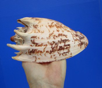 Large 7.5" Imperial Volute Seashell (Cymbiola imperialis) - $24.99