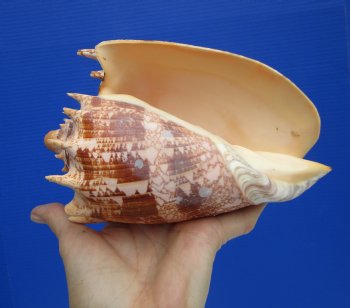 Large 7" Imperial Volute Seashell (Cymbiola imperialis) - $24.99