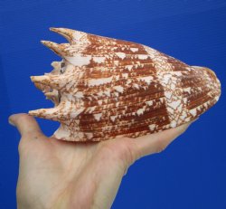 Large 7" Imperial Volute Seashell (Cymbiola imperialis) - $24.99