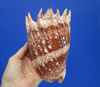 Large 7" Imperial Volute Seashell (Cymbiola imperialis) - $24.99