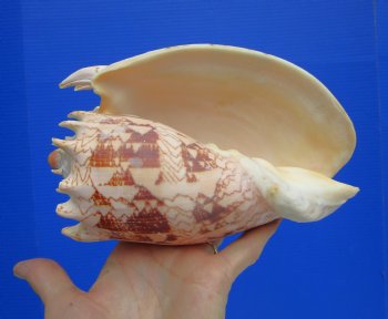 Premium Imperial Volute Seashell (7.5) - Authentic Philippine Cymbiola imperialis Specimen - $24.99