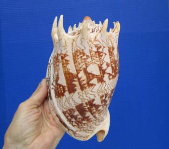 Premium Imperial Volute Seashell (7.5) - Authentic Philippine Cymbiola imperialis Specimen - $24.99