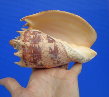 Authentic 6.5" Imperial Volute Seashell (Cymbiola imperialis) - $19.99