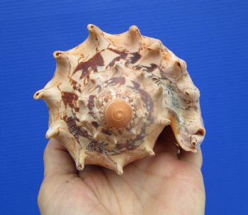 Authentic 6.5" Imperial Volute Seashell (Cymbiola imperialis) - $19.99