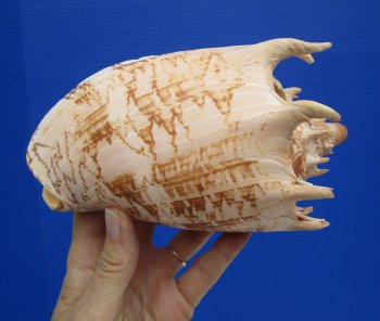 6-7/8" Imperial Volute Seashell (Cymbiola imperialis) - $19.99