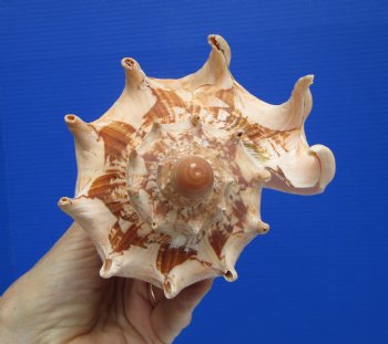 6-7/8" Imperial Volute Seashell (Cymbiola imperialis) - $19.99