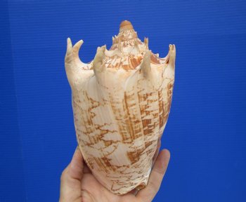 6-7/8" Imperial Volute Seashell (Cymbiola imperialis) - $19.99