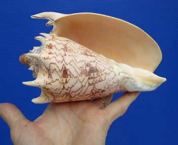 6-3/4" Imperial Volute Seashell (Cymbiola imperialis) - $19.99