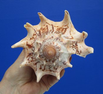 6-3/4" Imperial Volute Seashell (Cymbiola imperialis) - $19.99