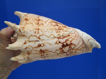 6-3/4" Imperial Volute Seashell (Cymbiola imperialis) - $19.99