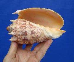 Large 7.5" Imp...