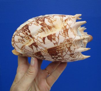 Large 7.5" Imperial Volute Seashell (Cymbiola imperialis) – Real Statement Display Shell  $24.99