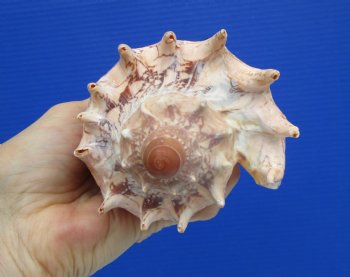 Large 7.5" Imperial Volute Seashell (Cymbiola imperialis) – Real Statement Display Shell  $24.99